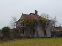Butterscotch Jasmine in bloom on abandoned house Outside of Tarboro NC Bonus Buzzard on the chimney