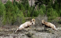 Butting Heads Rocky Mountain Big Horn Sheep - Ovis canadensis - doing battle 