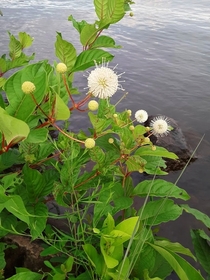 Buttonbush   by a lake in Georgia USA 