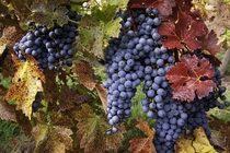 Cabernet Sauvignon grapes 