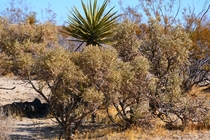 Cacti at Joshua Tree National Park 
