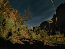 Cacti at night in Carbonate Canyon Havasupai Reservation AZ 