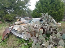 Cacti taking over an abandoned Dodge Dart near Austin