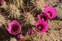 Cactus blossoms Anza Borrego State Park California   x 
