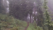 Cady Ridge trail Washington State am this morning