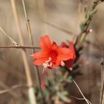California Fuchsia Epilobium canum Skyline Ridge Open Space Preserve California 