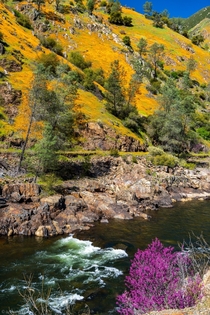 California Poppies amp Redbud in the Merced River Canyon outside Yosemite 