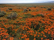 California Poppies blooming Antelope Valley Poppy Reserve CA 