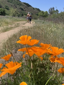 California poppies in San Diego