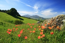 California Poppies Morgan Territory Regional Preserve Contra Costa County California USA 
