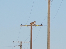 California USA A mountain lion climbed up a -foot-high wooden power pole Tuesday 