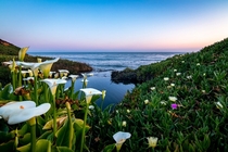 Calla lilies on the cliff of Santa Cruz CA 