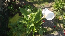 Calla lily Zantedeschia aethiopica 
