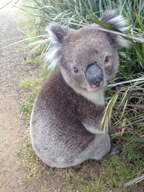 Called the koala rescue service for this seemingly confused lil guy 