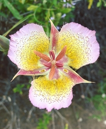 Calochortus plummerae Plummers Mariposa Lily Santa Monica Mountains CA 