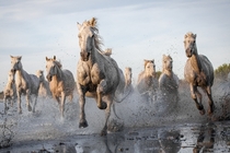 Camargue Horses  photo by Ruti Alon