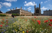 Cambridge - kings college wildflower meadow