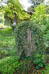 Came across a small abandoned stone church where all the tombstones were covered in ivy  x