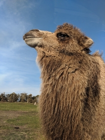 Camel genus Camelus