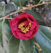 Camellia flower beginning to open They are in full bloom at Descanso Gardens