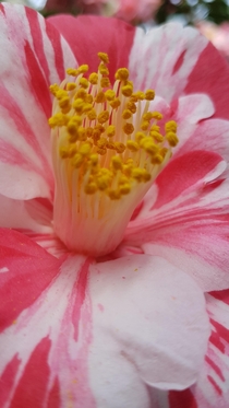 Camellia japonica pollen