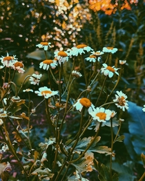 Camomile I captured using my Pixel XL  earlier this Summer 