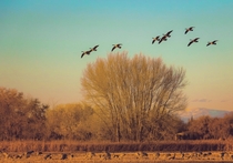 Canada Geese and Sandhill Cranes in Albuquerque NM