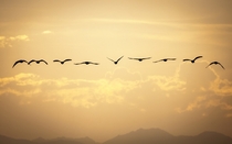 Canadian geese flying off into sunset  x
