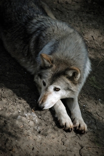 Canadian Timber WolfCanis lupus occidentalis by Tom Morgan 