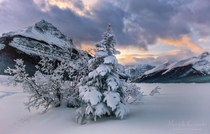 Canadian Winter Dreams - Icefields Parkway - 