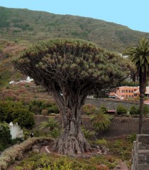 Canary Islands Dragon Tree Dracaena draco 