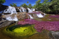 Cano Cristales river in Colombia at the end of rainy season 