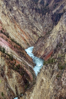 Canyon in Yellowstone National Park  x