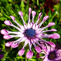 Cape Daisies Native to Southern Africa and the Arabian Peninsula This variety ends in very distinct and peculiar spoon like petals