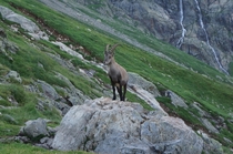 Capricorn looking for food near a mountain hut in Switzerland 