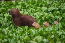 Capybara times four 