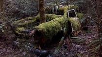 Car being reclaimed by the forest British Columbia 