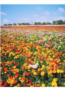 Carlsbad Flower Fields CA in full bloom OC 
