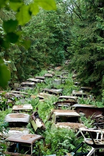 Cars left behind by US servicemen in the Ardennes Forest after WWII xpost from rzombies 