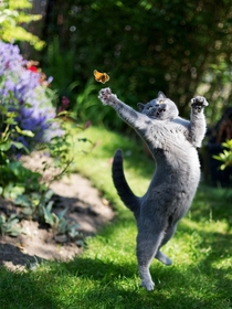 Cat Reaching For Butterfly 