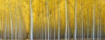Cathedral Forest outside of The Dalles Wasco County Oregon  by Rodney Lough Jr