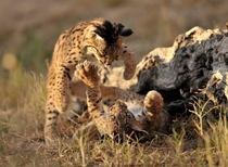 Cats will always be cats Two juvenile iberian lynxes playfighting