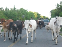 cattle crossing the road 