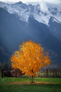 Caught this tree at the perfect moment Pemberton BC Canada 