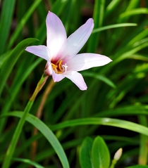 Ceylon Lily or Crinum Zeylanicum  - Carriage Hill Florida