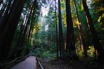 Chasing Light in Muir Woods 
