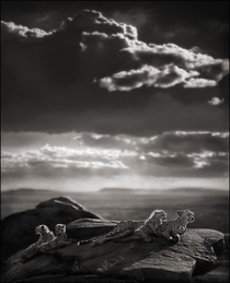 Cheetah amp Cubs Lying on Rock Serengeti   -- by Nick Brandt
