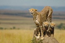 Cheetah and her cubs 