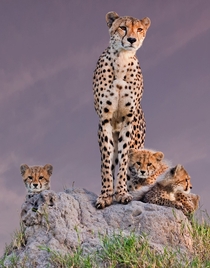 Cheetah and her cubs at the Mala Mala game reserve in South Africa  by Arun Mohanraj