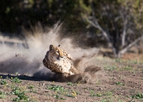 Cheetah Dust by Susan Koppel 